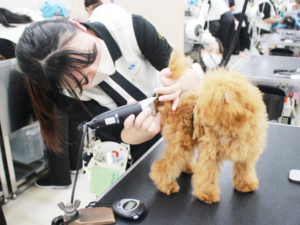 ２年生、お客様犬のトリミング！